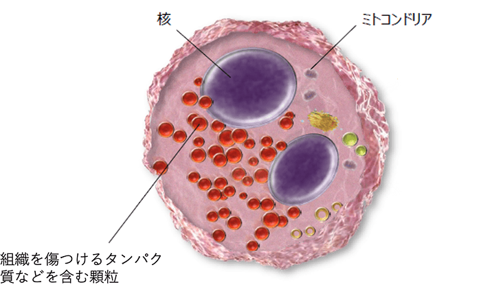 イメージ画像 好酸球とは？